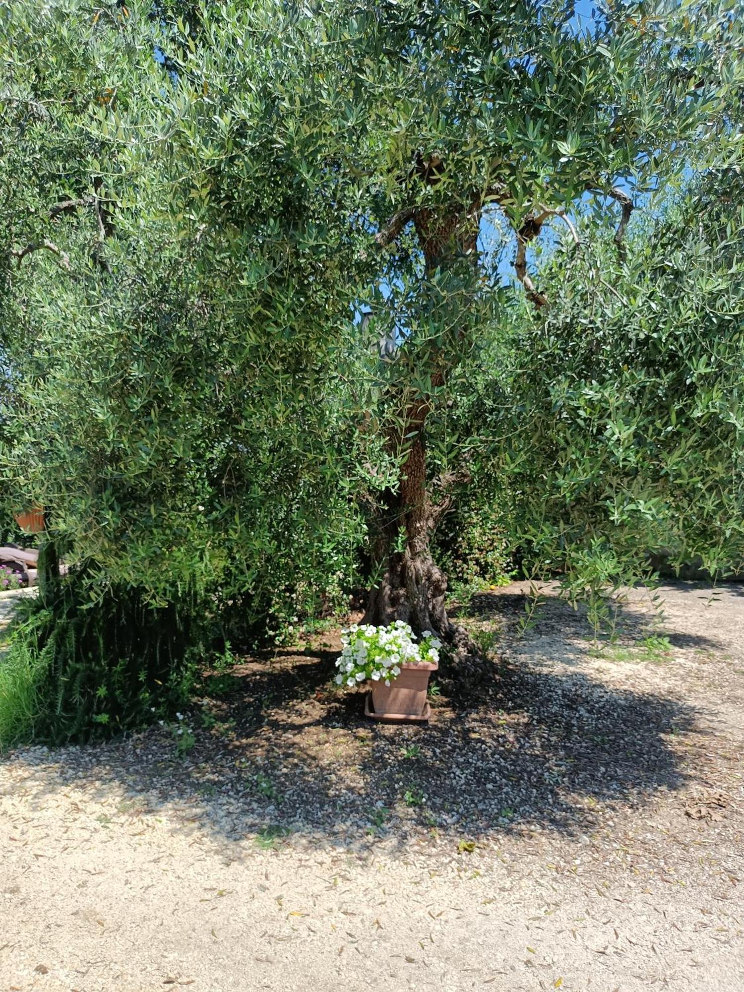 Colle Perazzoni Leilighet Fiano Romano Eksteriør bilde